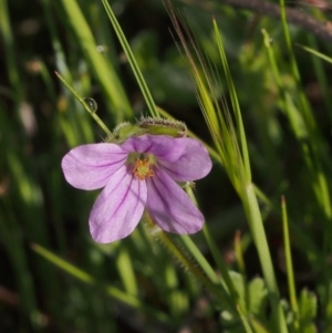 Erodium botrys at Kambah, ACT - 24 Oct 2021