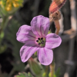 Erodium botrys at Kambah, ACT - 24 Oct 2021