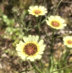 Tolpis barbata (Yellow Hawkweed) at Bruce Ridge to Gossan Hill - 24 Oct 2021 by goyenjudy