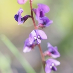 Swainsona recta (Small Purple Pea) at Kambah, ACT - 23 Oct 2021 by BarrieR
