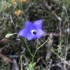 Wahlenbergia sp. (Bluebell) at Bruce, ACT - 25 Oct 2021 by goyenjudy