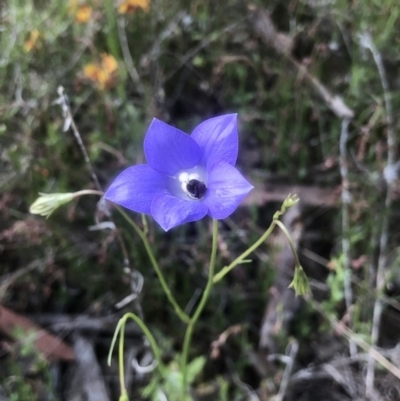 Wahlenbergia sp. (Bluebell) at Bruce, ACT - 24 Oct 2021 by goyenjudy