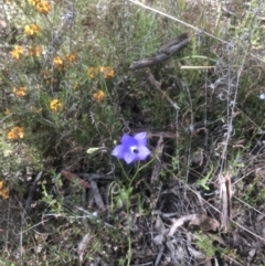 Wahlenbergia sp. at Bruce, ACT - 25 Oct 2021 10:16 AM