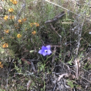 Wahlenbergia sp. at Bruce, ACT - 25 Oct 2021