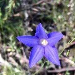 Wahlenbergia sp. at Bruce, ACT - 25 Oct 2021 10:16 AM