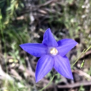 Wahlenbergia sp. at Bruce, ACT - 25 Oct 2021 10:16 AM