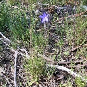 Wahlenbergia sp. at Bruce, ACT - 25 Oct 2021 10:16 AM