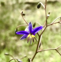 Dianella revoluta var. revoluta (Black-Anther Flax Lily) at Bruce, ACT - 21 Oct 2021 by goyenjudy