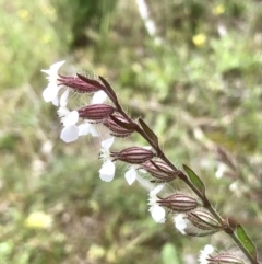 Silene gallica var. gallica (French Catchfly) at Bruce, ACT - 21 Oct 2021 by goyenjudy