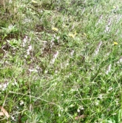 Silene gallica var. gallica at Bruce, ACT - 21 Oct 2021