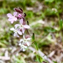 Silene gallica var. gallica at Bruce, ACT - 21 Oct 2021