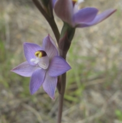 Thelymitra sp. (pauciflora complex) (Sun Orchid) at Kambah, ACT - 22 Oct 2021 by BarrieR
