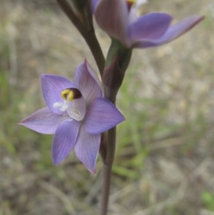 Thelymitra sp. (pauciflora complex) at Kambah, ACT - 23 Oct 2021