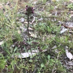 Parentucellia latifolia at Bruce, ACT - 21 Oct 2021 11:27 AM