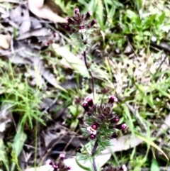 Parentucellia latifolia at Bruce, ACT - 21 Oct 2021