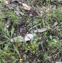 Parentucellia latifolia at Bruce, ACT - 21 Oct 2021