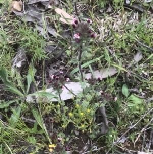 Parentucellia latifolia at Bruce, ACT - 21 Oct 2021