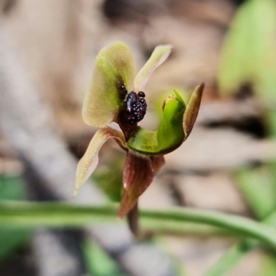 Chiloglottis trapeziformis (Diamond Ant Orchid) at Black Mountain - 25 Oct 2021 by RobG1