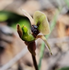 Chiloglottis trapeziformis at Acton, ACT - suppressed