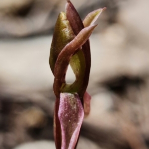 Chiloglottis trapeziformis at Acton, ACT - suppressed