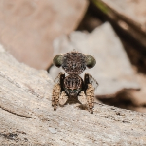 Maratus vespertilio at Forde, ACT - suppressed