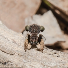 Maratus vespertilio (Bat-like peacock spider) at Forde, ACT - 24 Oct 2021 by Roger