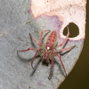 Araneus talipedatus at Forde, ACT - 25 Oct 2021