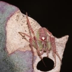 Araneus talipedatus at Forde, ACT - 25 Oct 2021