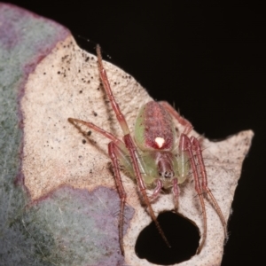 Araneus talipedatus at Forde, ACT - 25 Oct 2021