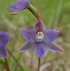 Thelymitra pauciflora (Slender Sun Orchid) at Mount Painter - 23 Oct 2021 by CathB