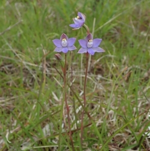 Thelymitra pauciflora at Cook, ACT - 23 Oct 2021