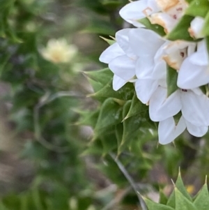 Epacris breviflora at Cotter River, ACT - 22 Oct 2021