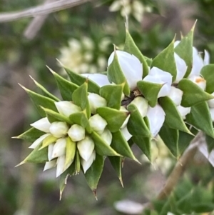 Epacris breviflora at Cotter River, ACT - 22 Oct 2021
