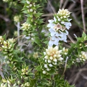 Epacris breviflora at Cotter River, ACT - 22 Oct 2021 03:20 PM