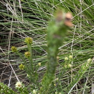 Epacris breviflora at Cotter River, ACT - 22 Oct 2021