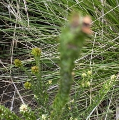 Epacris breviflora at Cotter River, ACT - 22 Oct 2021