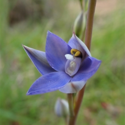Thelymitra nuda (Scented Sun Orchid) at Cook, ACT - 23 Oct 2021 by CathB
