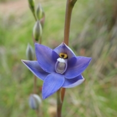 Thelymitra nuda at Cook, ACT - suppressed