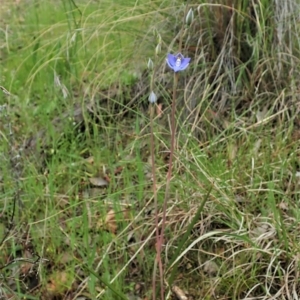 Thelymitra nuda at Cook, ACT - suppressed