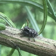 Unidentified Jumping & peacock spider (Salticidae) (TBC) at Hughes, ACT - 23 Oct 2021 by Tapirlord