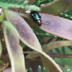 Adoxia benallae at Garran, ACT - 23 Oct 2021