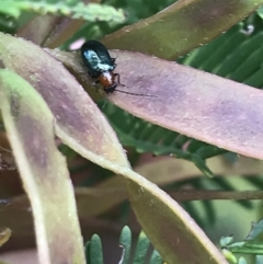 Adoxia benallae at Garran, ACT - 23 Oct 2021