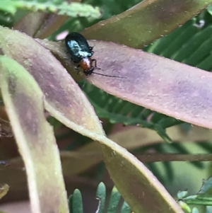 Adoxia benallae at Garran, ACT - 23 Oct 2021