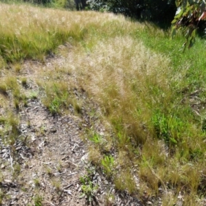 Austrostipa scabra subsp. falcata at Queanbeyan West, NSW - 25 Oct 2021