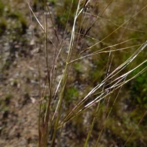 Austrostipa scabra subsp. falcata at Queanbeyan West, NSW - 25 Oct 2021 07:39 AM