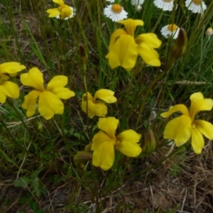 Goodenia pinnatifida at Queanbeyan West, NSW - 25 Oct 2021