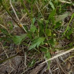 Goodenia pinnatifida at Queanbeyan West, NSW - 25 Oct 2021