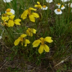 Goodenia pinnatifida at Queanbeyan West, NSW - 25 Oct 2021