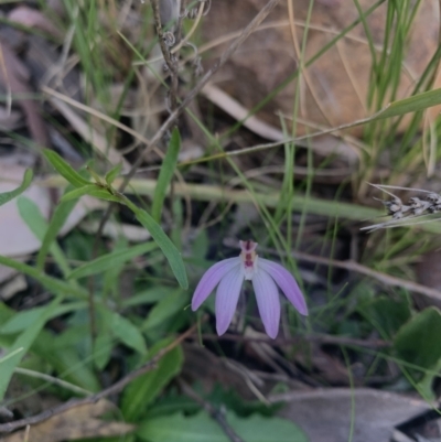 Caladenia sp. (A Caladenia) at Black Mountain - 15 Sep 2021 by DGilbert