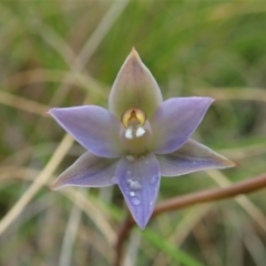 Thelymitra brevifolia (Short-leaf Sun Orchid) at Cook, ACT - 23 Oct 2021 by CathB